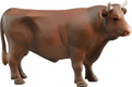 Taureau marron