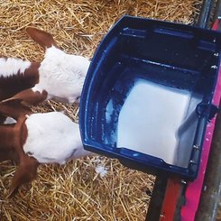 Materiels - Abreuvoir - Nourrisseur 20 L CALF-BUDDY™#2 avec 2 tétines et 2 connecteurs
