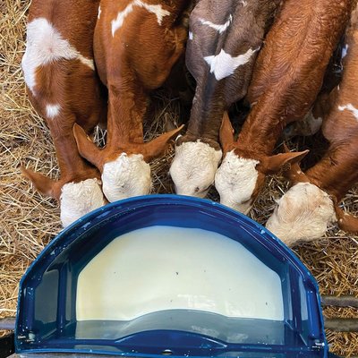 Materiels - Abreuvoir - Nourrisseur 50 L CALF-BUDDY™#5 avec 5 tétines et 5 connecteurs
