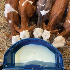 Materiels - Abreuvoir - Nourrisseur 50 L CALF-BUDDY™#5 avec 5 tétines et 5 connecteurs