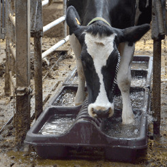Materiels - Abreuvoir - PEDILUVE ANTI-BOUSES 160