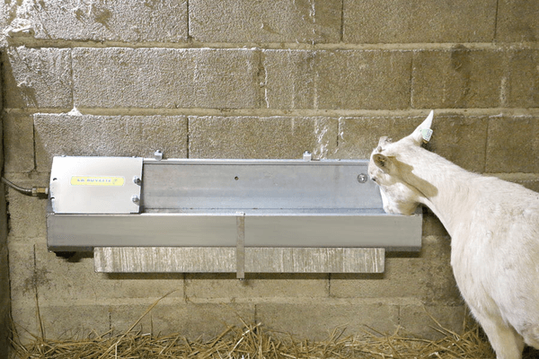 Materiels - Abreuvoir - Abreuvoir collectif OVICAP INOX 120