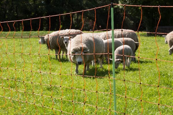 Pièces agricoles - Cloture,Jardin & Sylviculture - Filet pour moutons, orange 90/1-14/Y-50 m
