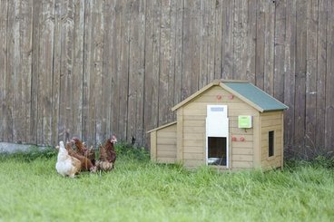 Pièces agricoles - Cloture,Jardin & Sylviculture - Auto Porte pour volaille w. Porte coulissante 300x400 mm