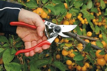 Pièces agricoles - Cloture,Jardin & Sylviculture - Sécateur Felco n° 9 G.