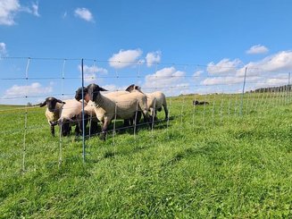 Pièces agricoles - Cloture,Jardin & Sylviculture - Grillage 122cm 50m double torsion Titan