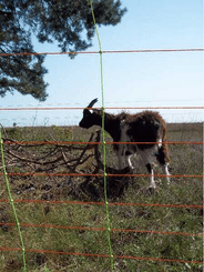 Pièces agricoles - Cloture,Jardin & Sylviculture - Filet combi à barres transv.