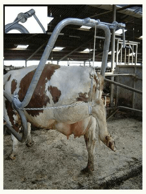 Pièces agricoles - Cloture,Jardin & Sylviculture - Soin pour les onglons avec support