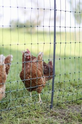 Pièces agricoles - Cloture,Jardin & Sylviculture - Filet volaille 122cm 50m SP vert