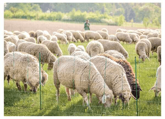Pièces agricoles - Cloture,Jardin & Sylviculture - Filet à moutons 90 cm spl pte