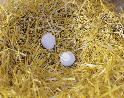Pièces agricoles - Cloture,Jardin & Sylviculture - Oeufs de poule en argile (x2)