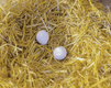 Oeufs de poule en argile (x2)