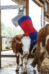 Pièces agricoles - Cloture,Jardin & Sylviculture - Brosse bétail MaxiSwing