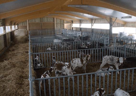 Materiels - Cage de contention - PACK DE 6 SEPARATIONS VEAU H.0.80M DE 5M