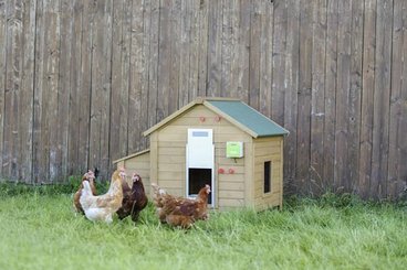 Pièces agricoles - Cloture,Jardin & Sylviculture - Auto Porte pour volaille w. Porte coulissante 300x400 mm