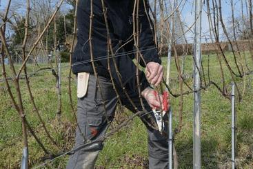 Pièces agricoles - Cloture,Jardin & Sylviculture - Sécateur Felco n° 7