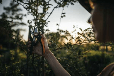 Pièces agricoles - Cloture,Jardin & Sylviculture - Sécateurs à lame franche, Plus PowerLever, P721