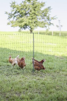 Pièces agricoles - Cloture,Jardin & Sylviculture - Filet volaille 106cm 25m DP vert