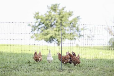 Pièces agricoles - Cloture,Jardin & Sylviculture - Filet volaille 106cm 25m DP vert