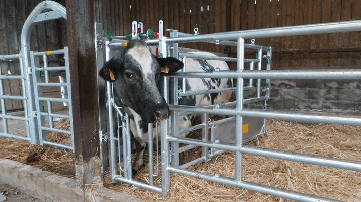 Materiels - Matériel d'élevage - autre - AVANT EX5 INSEMINATION VERSION AXIAL2