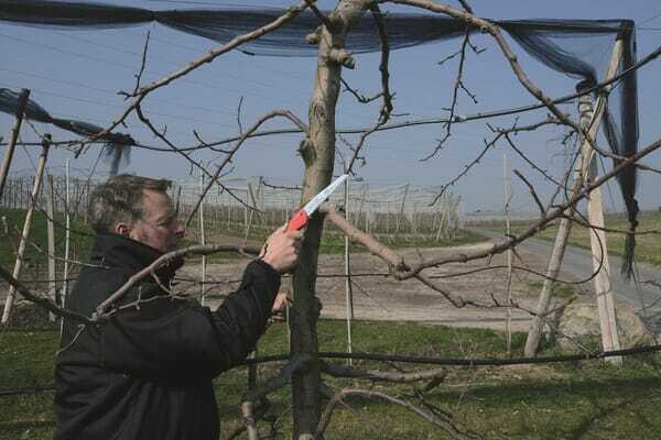 Pièces agricoles - Cloture,Jardin & Sylviculture - Scie de découpe Felco 600