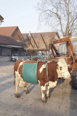 Pièces agricoles - Cloture,Jardin & Sylviculture - Lève-vache
