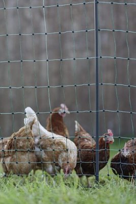 Pièces agricoles - Cloture,Jardin & Sylviculture - Filet volaille 122cm 50m SP vert