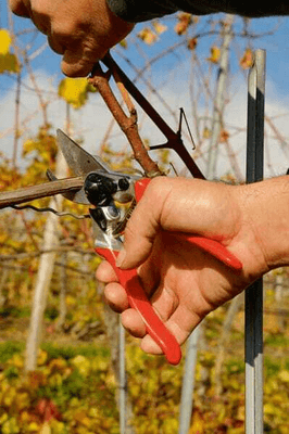 Pièces agricoles - Cloture,Jardin & Sylviculture - Sécateur Felco n° 6