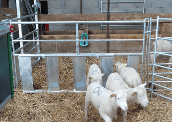 Materiels - Accessoires 100Kg-200Kg - PACK DE 6 CLAIES OVIN 7 LISSES H.1M L.2M PASSAGE D'AGNEAU