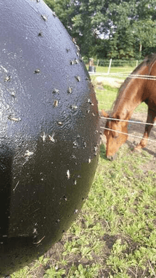 Pièces agricoles - Cloture,Jardin & Sylviculture - Glu p. taons Sticky Trap 1,5
