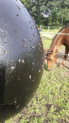 Pièces agricoles - Cloture,Jardin & Sylviculture - Glu p. taons Sticky Trap 1,5