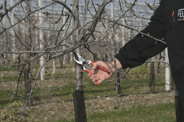 Pièces agricoles - Cloture,Jardin & Sylviculture - Sécateur Felco 2