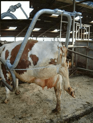 Pièces agricoles - Cloture,Jardin & Sylviculture - Soin pour les onglons avec support
