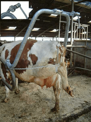 Pièces agricoles - Cloture,Jardin & Sylviculture - Soin pour les onglons avec support