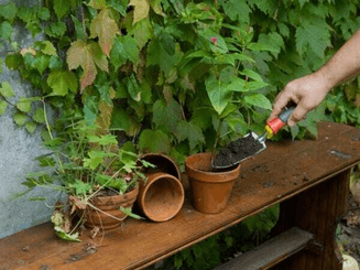 Pièces agricoles - Cloture,Jardin & Sylviculture - Transplantoir