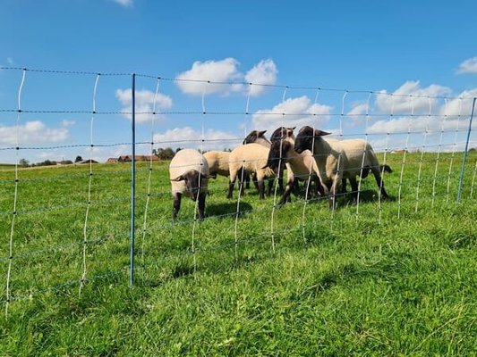 Pièces agricoles - Cloture,Jardin & Sylviculture - Grillage 122cm 50m à simple torsion Titan