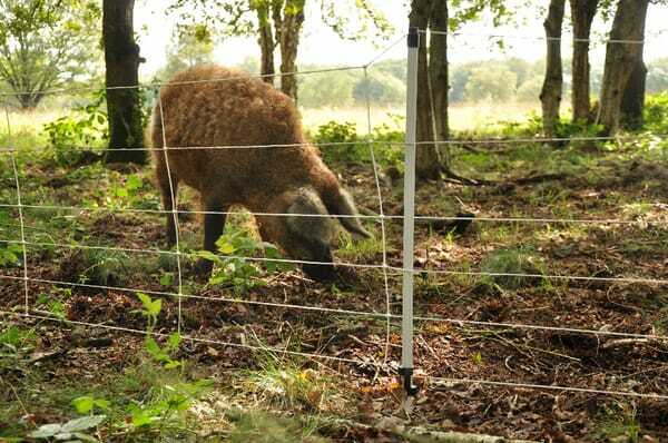 Pièces agricoles - Cloture,Jardin & Sylviculture - Filet sanglier (75cm x 50m)