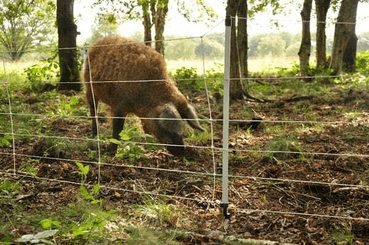 Pièces agricoles - Cloture,Jardin & Sylviculture - Filet sanglier (75cm x 50m)