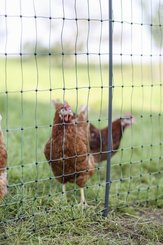 Pièces agricoles - Cloture,Jardin & Sylviculture - Filet volaille 106cm 25m DP vert