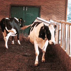 Pièces agricoles - Cloture,Jardin & Sylviculture - Brosse à bétail