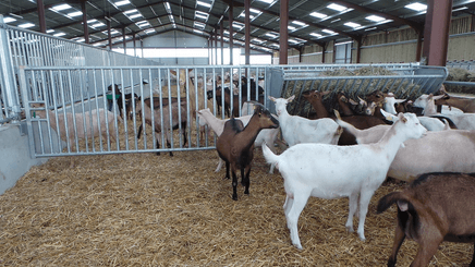 Accessoires et options matériel  - Matériel d'élevage - autre - PACK DE 6 PORTES CHEVRE EXTENSIBLE BARREAUDEE DE 3M/3.30M