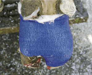 Pièces agricoles - Cloture,Jardin & Sylviculture - Bandage VetLastic 7,5cm bleu
