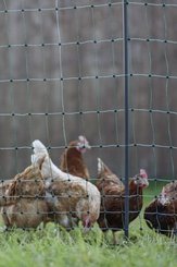 Pièces agricoles - Cloture,Jardin & Sylviculture - Filet volaille 106cm 25m DP vert