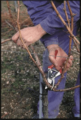 Pièces agricoles - Cloture,Jardin & Sylviculture - Sécateur Felco n° 8