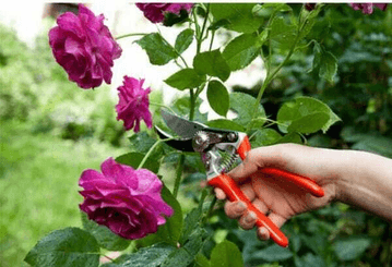 Pièces agricoles - Cloture,Jardin & Sylviculture - Sécateur 30mm
