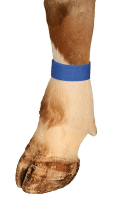 Pièces agricoles - Cloture,Jardin & Sylviculture - Bracelets velcro bleu (x10)