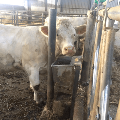 Materiels - Abreuvoir - EASY-STALL 45