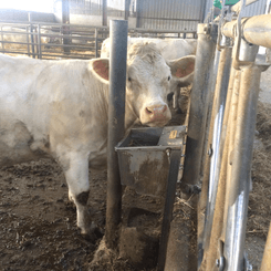 Materiels - Abreuvoir - EASY-STALL 45